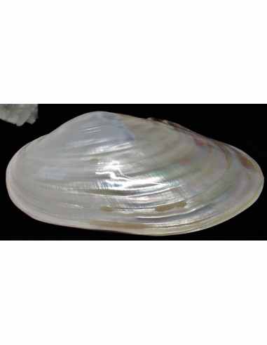 Coquillage lyropecten subnudos 11cm