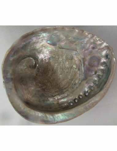 Coquillage purifier pierres