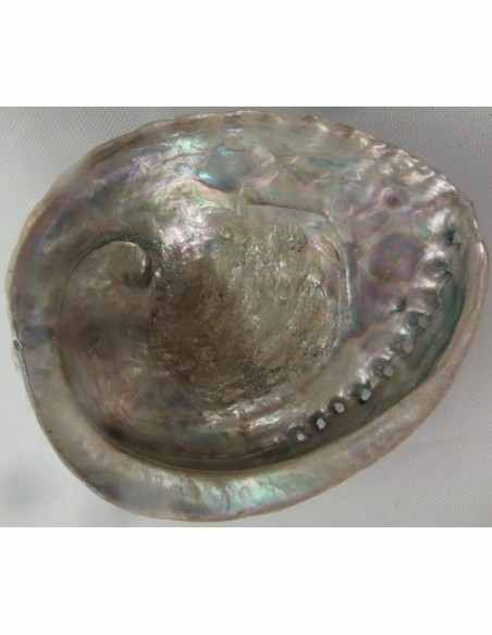 Coquillage purifier pierres