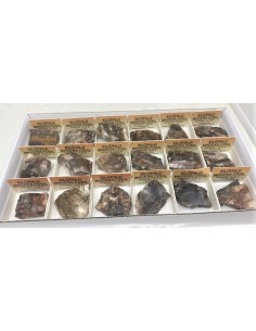 Xilopale bois fossile