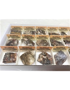 Xilopale bois fossile 2