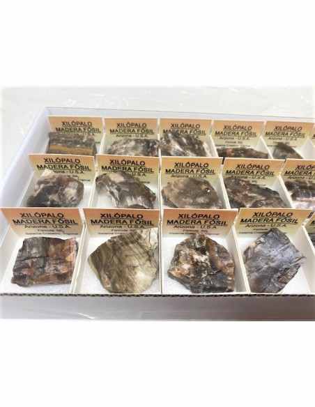 Xilopale bois fossile