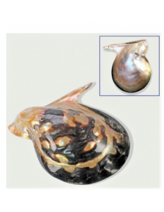 Coquillage Pteria pinguin perlade et noire