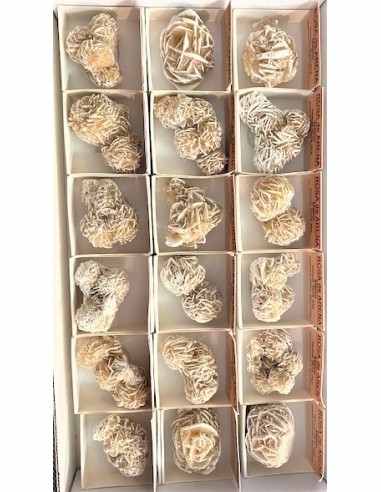 Rose de sable ama soeur