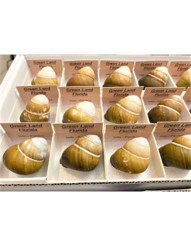 Coquillage Green land Florida