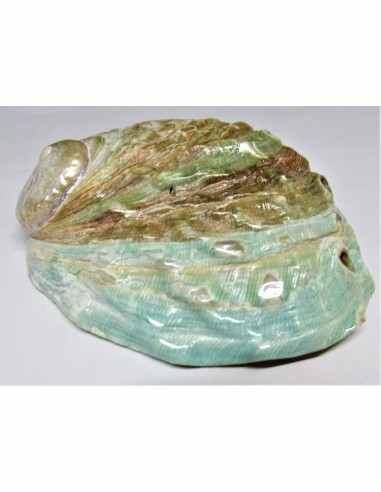 Coquillage HALIOTIS vert REFESCENS