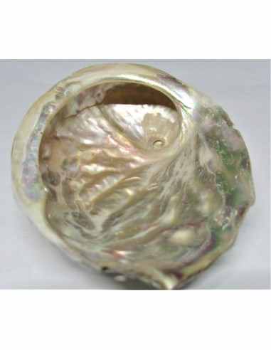 Coquillage HALIOTIS vert REFESCENS