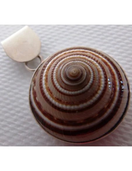 Gasteropodes monté en argent