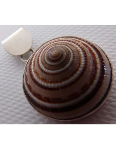 Gasteropodes monté en argent