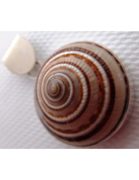 Gasteropodes monté en argent