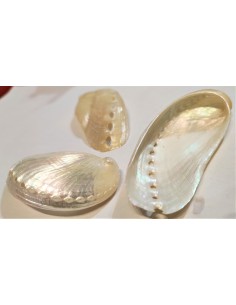 Coquillage HALIOTIS asinina