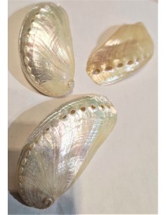 Coquillage HALIOTIS asinina 2