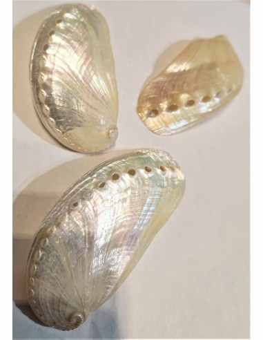 Coquillage HALIOTIS asinina