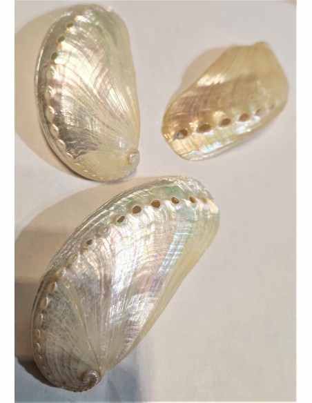 Coquillage HALIOTIS asinina