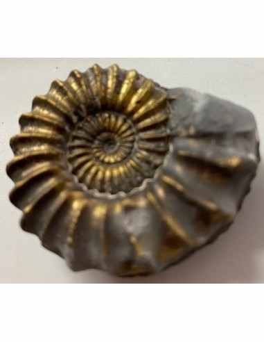 Pleuroceras SP Pliensbachien Ammonites