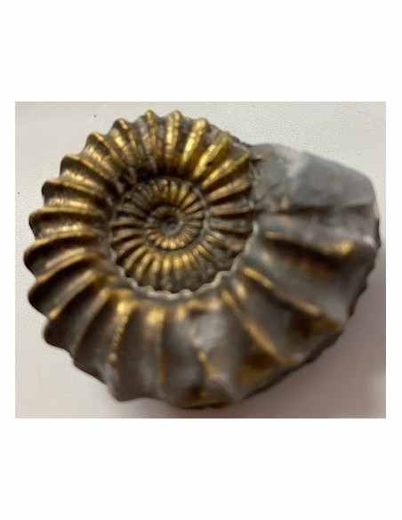 Pleuroceras SP Pliensbachien Ammonites