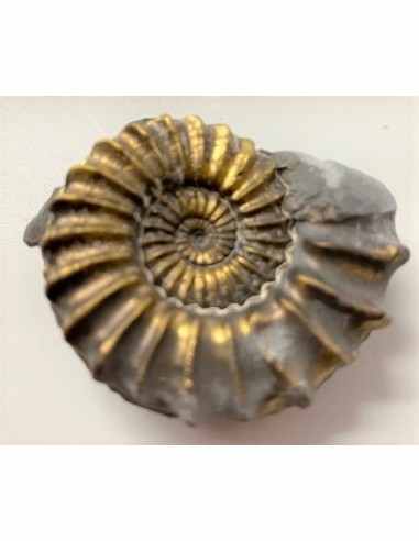Pleuroceras SP Pliensbachien Ammonites