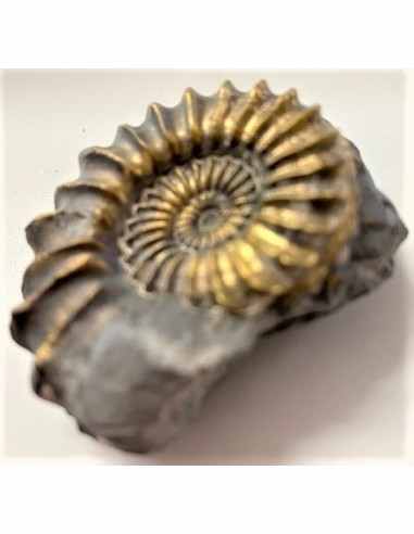 Pleuroceras SP Pliensbachien Ammonites