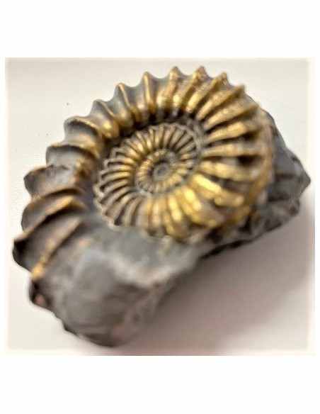 Pleuroceras SP Pliensbachien Ammonites