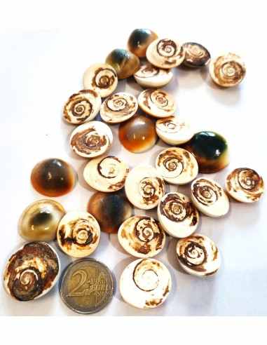 Œil de sainte Lucie brut. Prix unitaire.