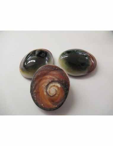 Oeil de sainte Lucie brut 1€