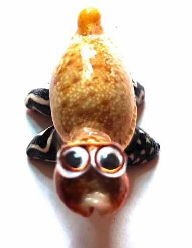 Tortue coquillages avec lunettes
