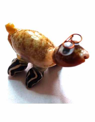Tortue coquillages avec lunettes