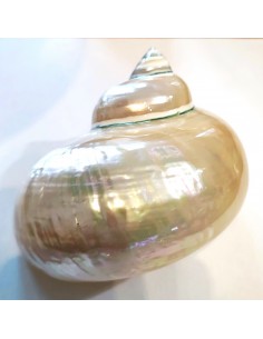 Coquillage turbo perle 9cm