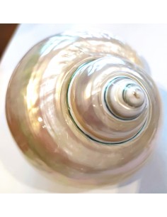 Coquillage turbo perle 9cm 2