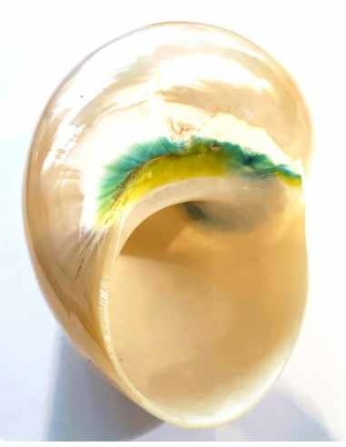 Coquillage turbo perle 9cm