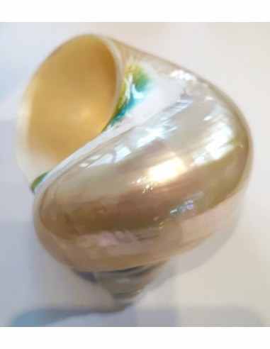 Coquillage turbo perle 9cm