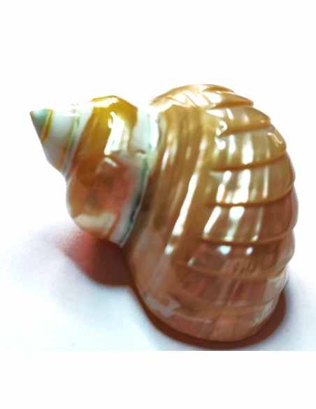 Coquillage Chrysostomus perle bandé