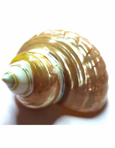 Coquillage Chrysostomus perle bandé