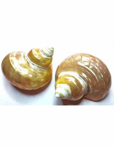 Coquillage Chrysostomus perle bandé