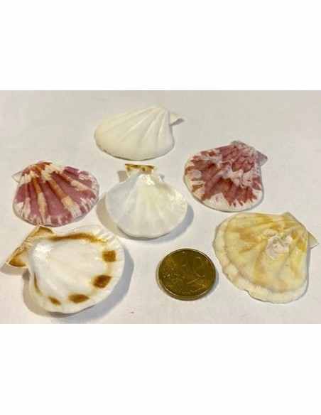 Coquillage lyropecten subnudos 3cm