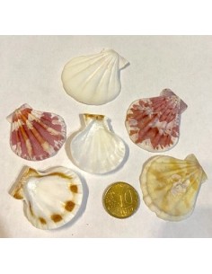 Coquillage lyropecten subnudos 3cm 2