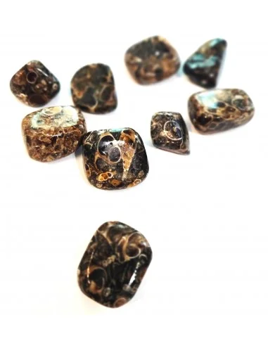 Agate aux turritelles polis