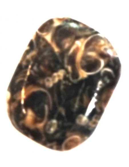 Agate aux turritelles polis