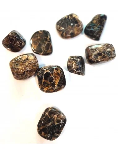 Jaspe aux turritelles polis