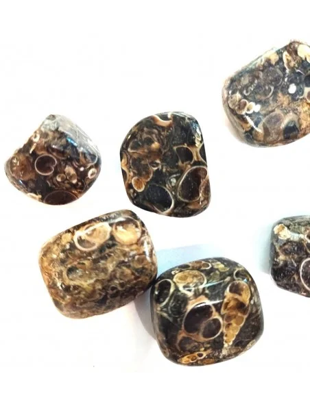 Jaspe aux turritelles polis