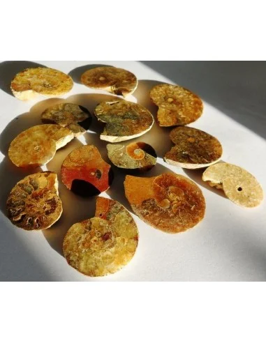 Ammonites, Amollîtes