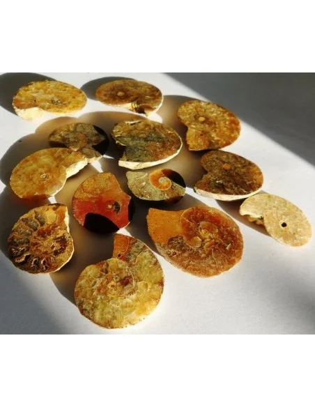 Ammonites, Amollîtes
