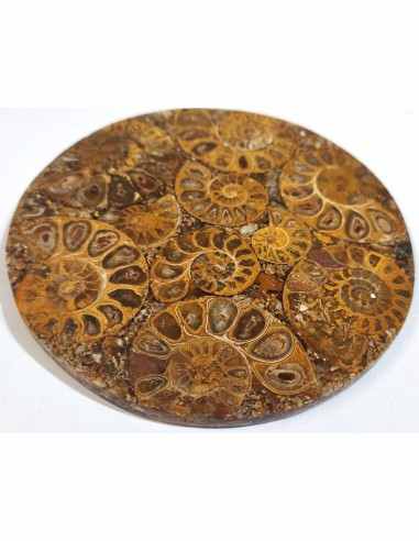 Plateau ammonites 11cm