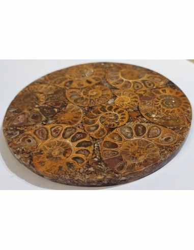 Plateau ammonites 11cm