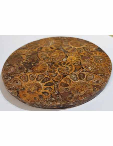 Plateau ammonites 11cm