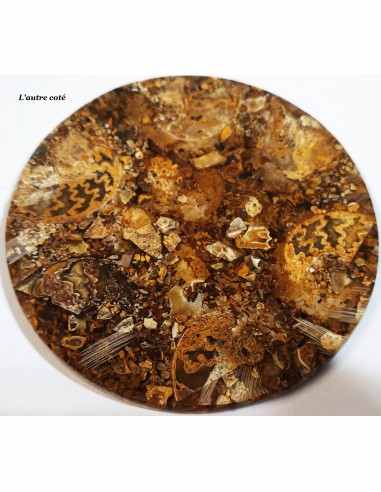 Plateau ammonites 11cm