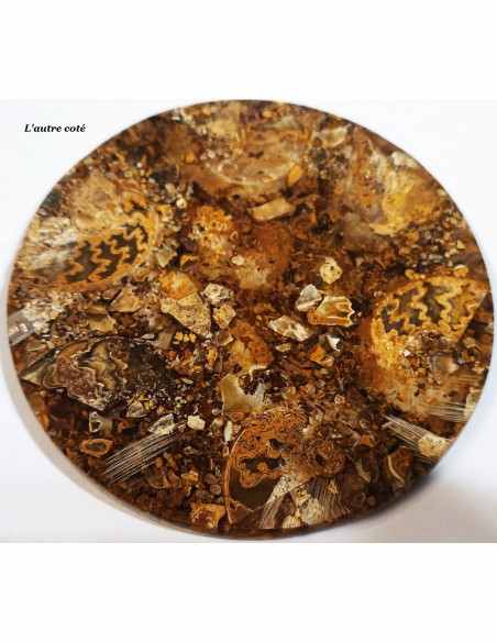 Plateau ammonites 11cm