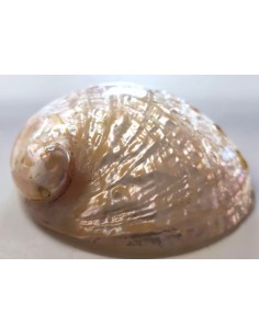 Coquillage Haliotis Assimilis