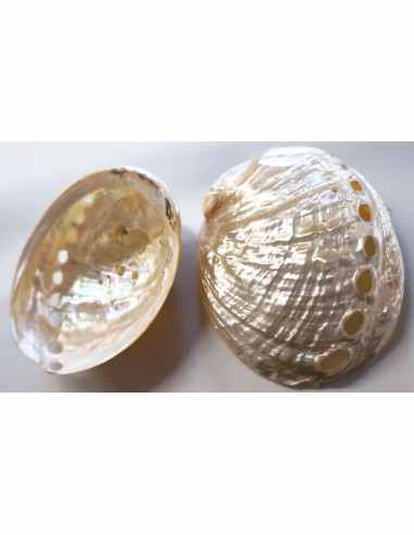 Coquillage Haliotis Assimilis