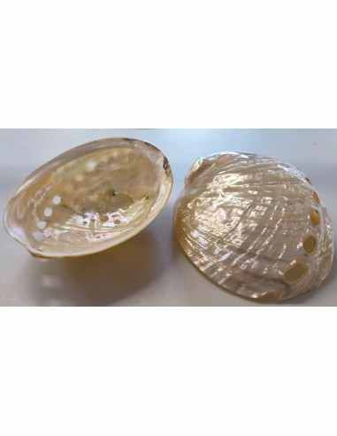 Coquillage Haliotis Assimilis